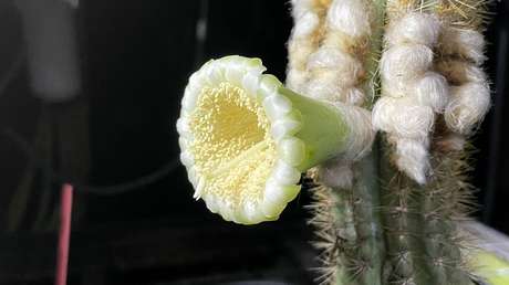 EE.UU. registra la primera extinción de una especie local por el aumento del nivel del mar