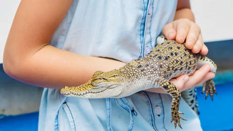 Se viraliza video de una niña de 4 años jugando con crías de cocodrilo
