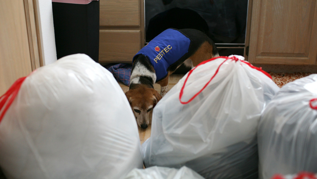Despliegan perro para detectar chinches en aeropuerto de Corea del Sur tras los JJ.OO.