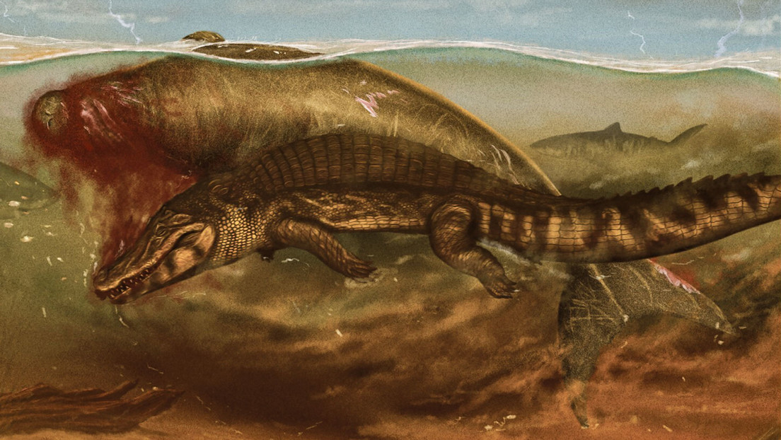 Fósiles de vaca marina de millones de años revelan la cadena alimentaria durante el Mioceno