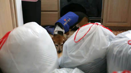 Despliegan perro para detectar chinches en aeropuerto de Corea del Sur tras los JJ.OO.