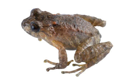 Redescubren en Ecuador a una rana que no había sido vista en 100 años