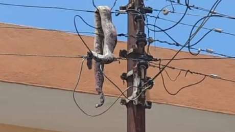 Boa se electrocuta y causa apagón en el centro de una ciudad mexicana (VIDEOS)