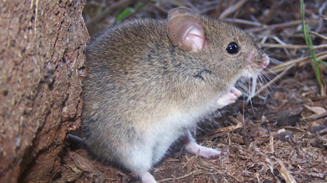 Alerta sanitaria en Argentina por el incremento de casos de fiebre hemorrágica