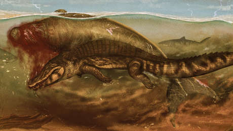 Fósiles de vaca marina de millones de años revelan la cadena alimentaria durante el Mioceno