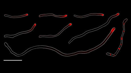 Descubren que las bacterias de nuestra boca se reproducen de una forma muy extraña