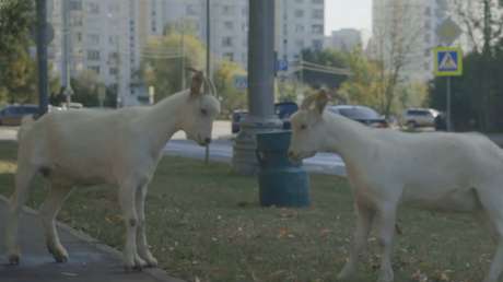 Habitantes de un barrio de Moscú denuncian una invasión de cabras que amenaza sus vehículos