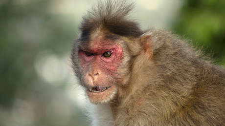 Una manada de monos salva a una niña de 6 años de un pedófilo