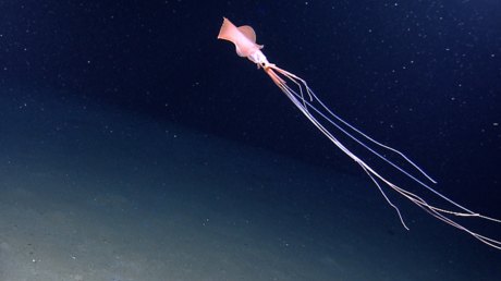 VIDEO: Filman a un rarísimo calamar 'caminando' sobre sus tentáculos