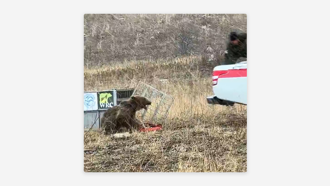 "Feroz instinto": un oso se lanza contra su cuidador al recobrar la libertad (VIDEO)