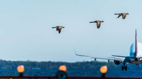 Un avión regresa de emergencia tras una grave colisión con un ganso