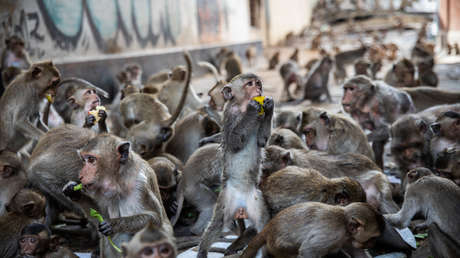 Más de 200 monos se fugan en Tailandia e invaden una comisaría