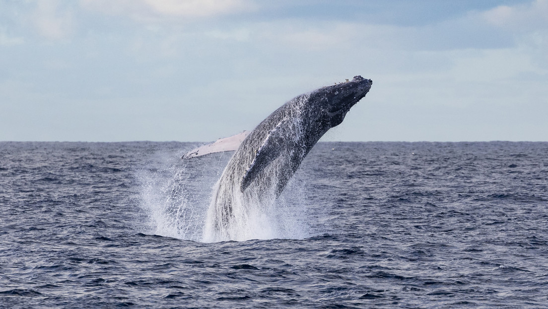 Una ballena asombra con una migración increíble por tres océanos