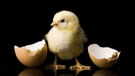 Muere tras tragarse un polluelo vivo en un extraño ritual para curar la infertilidad