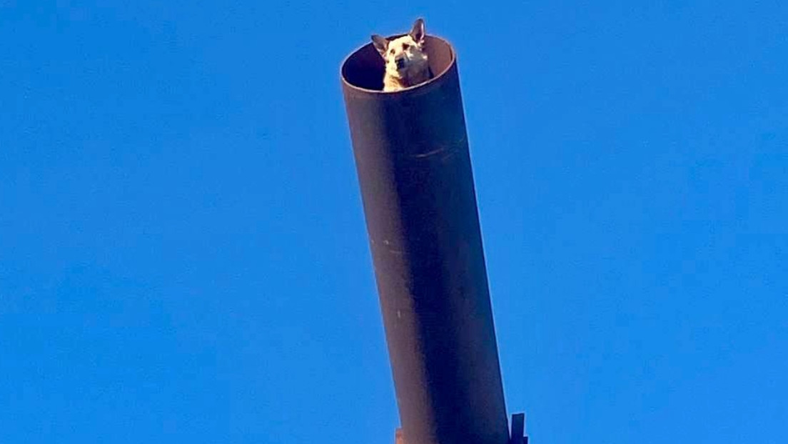 Perro queda atrapado en una tubería a 15 metros de altura durante días hasta que un valiente equipo lo rescata