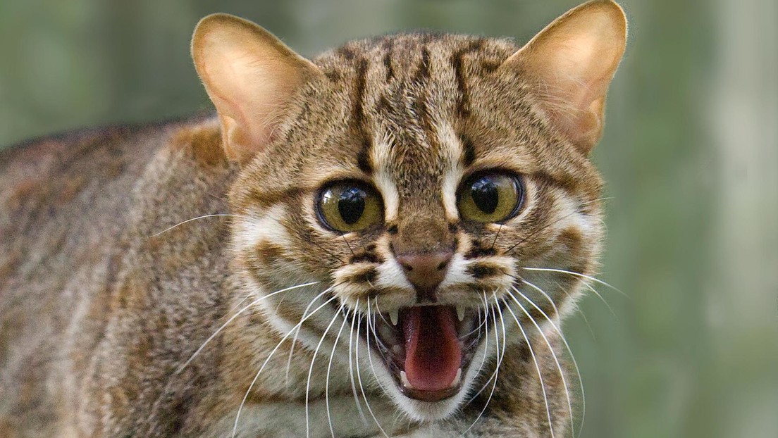 Encuentran los restos de un gato que cabía en la palma de la mano