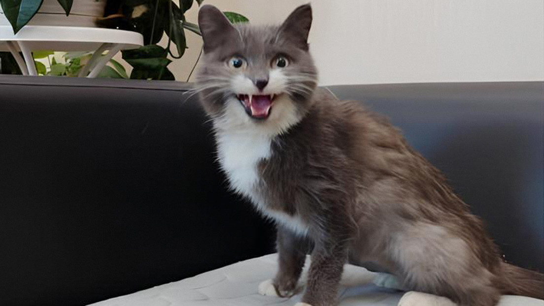 Rescatan a un gato metido en una mochila que viajaba en un vagón de carbón