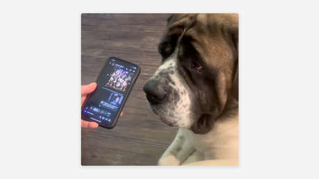 VIDEO: Milei felicita el Año Nuevo a un perro 'influencer'