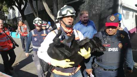 Rescatan a un perro que cayó a las vías del metro de la Ciudad de México