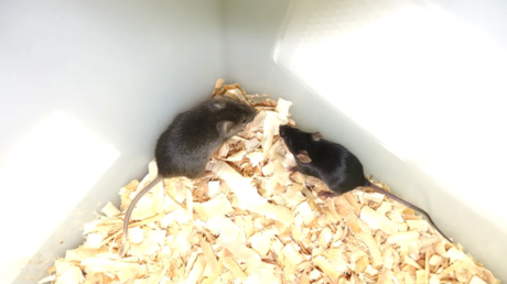 Crean con ingeniería genética ratones con dos padres machos que llegan a edad adulta