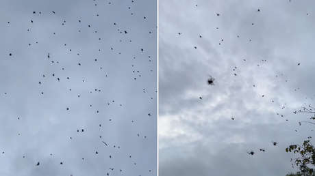 VIDEO: Captan 'lluvia de arañas' en Brasil