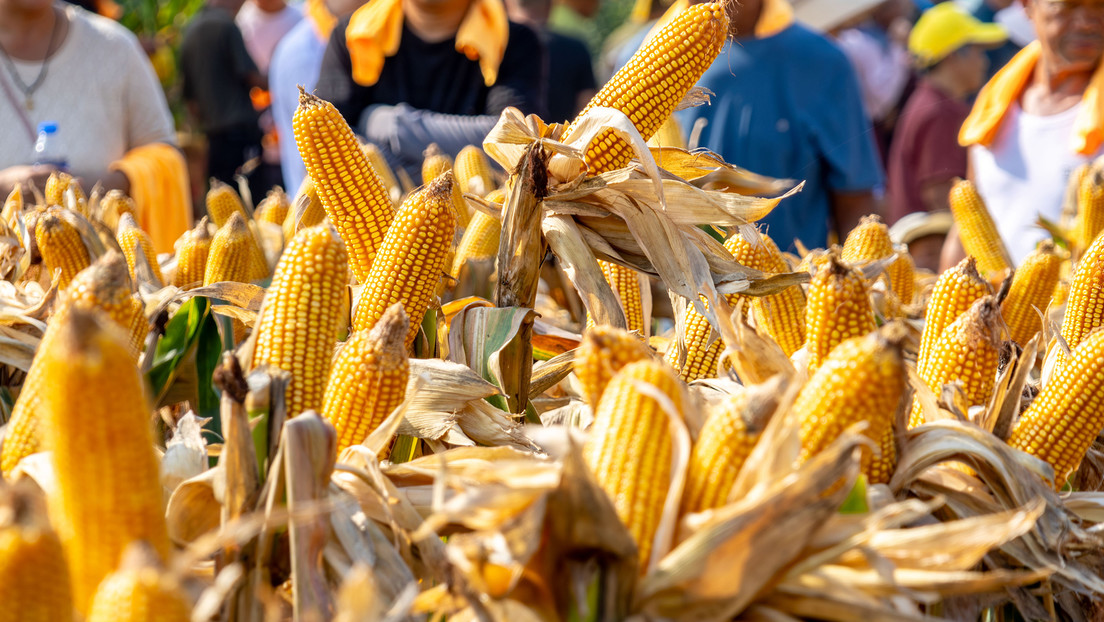 México da un paso atrás: el maíz transgénico de EE.UU. vuelve a quedar sin restricciones