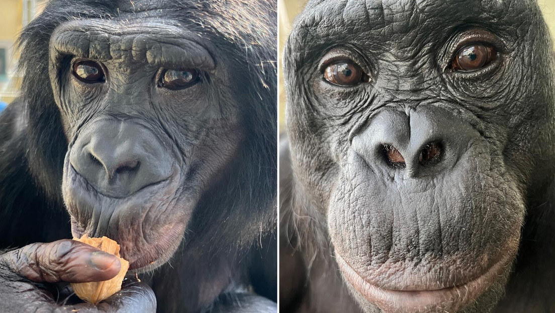 Estos simios pueden intuir cuándo los humanos no saben algo