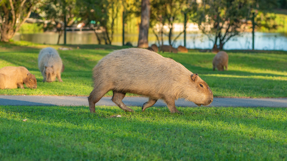 Esterilización masiva: el plan de un barrio de lujo en contra de los carpinchos