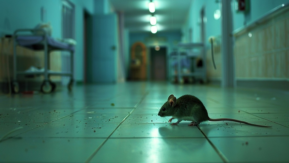 Una plaga de ratones obliga a suspender cirugías en un hospital de este país