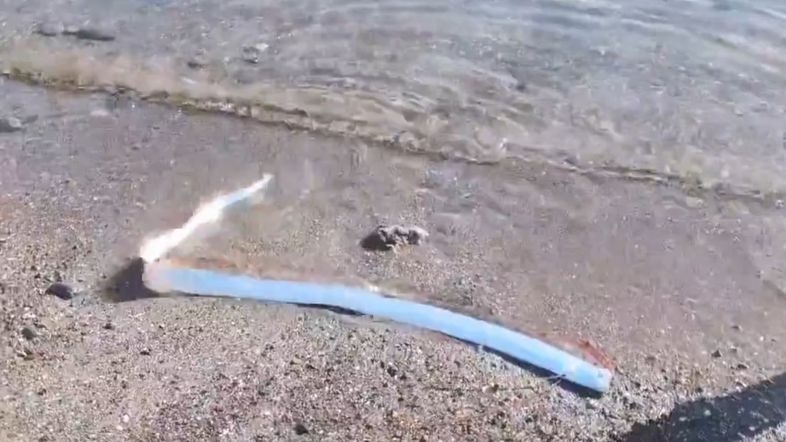 ¿Desastre inminente? Hallan vivo un 'pez del juicio final' en una playa de México