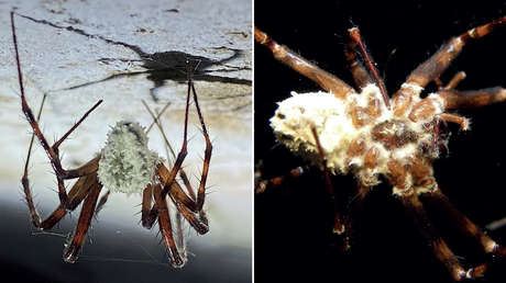 Arañas se vuelven 'zombis' y hacen algo totalmente inusual