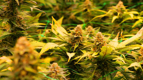 El consumo frecuente de esta droga podría reducir la actividad cerebral