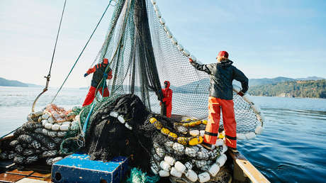 Por qué otro millonario negocio del Cártel del Golfo pone en peligro a un tiburón