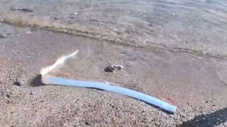 ¿Desastre inminente? Hallan vivo un 'pez del juicio final' en una playa de México