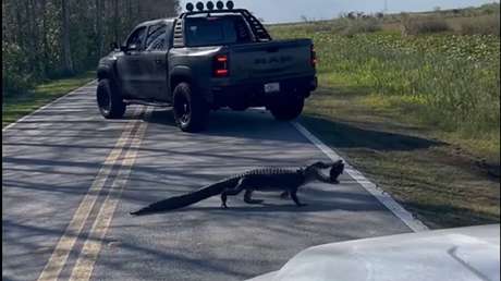 VIDEO: Un caimán cruza una carretera en Florida con una tortuga entre las fauces