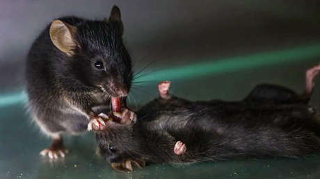 VIDEO: Un ratón cree que su amigo se está muriendo y hace esto