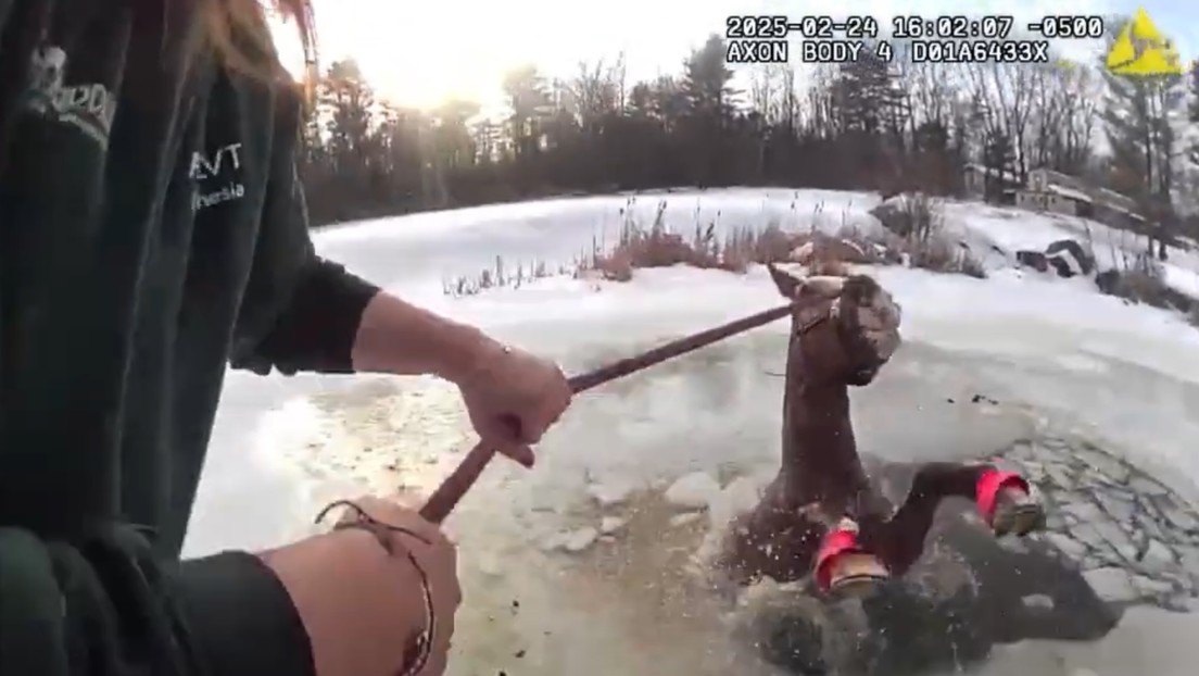 VIDEO: Dramático rescate de un caballo que cayó en un estanque congelado