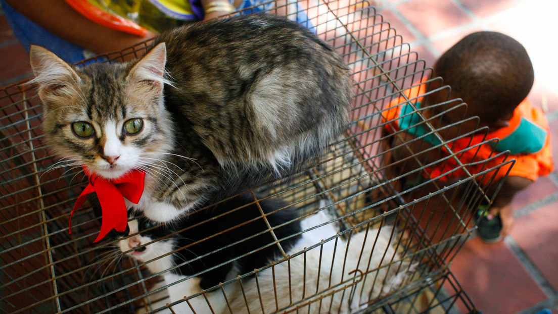 Los países de América Latina que más protegen a los animales