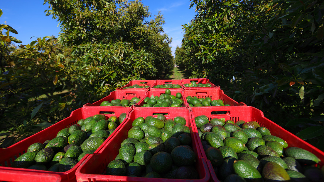 Crisis de aguacates en México: "Casi la mayoría dejó de cosechar"