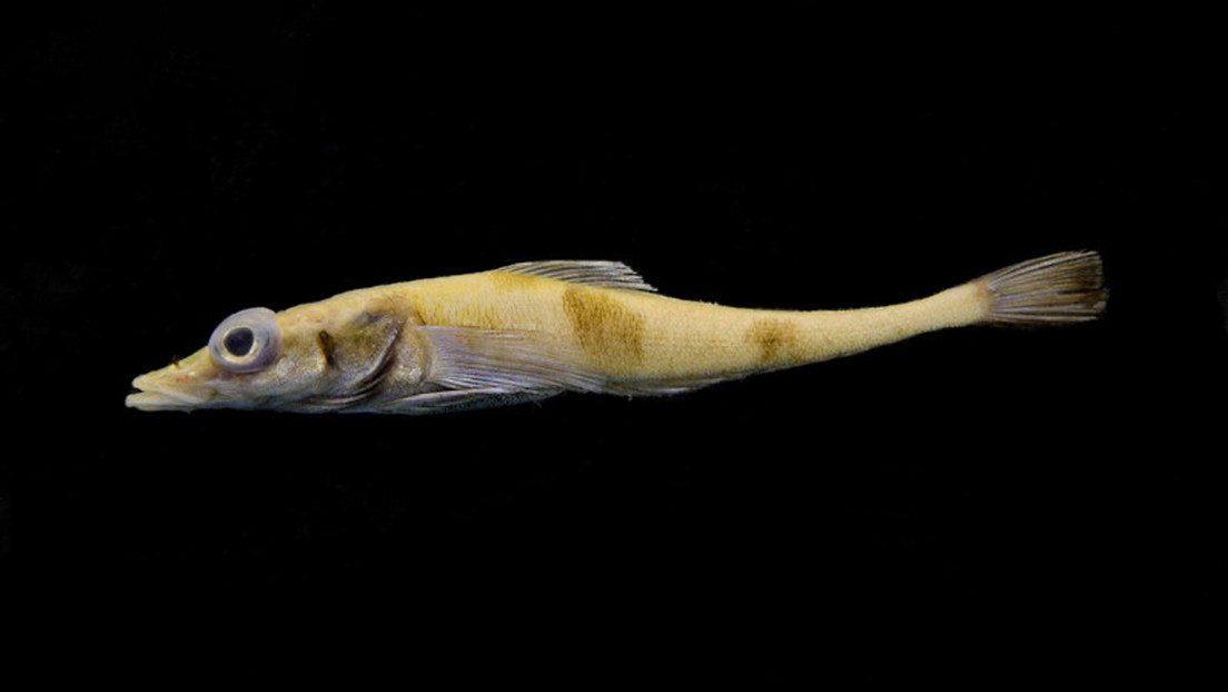 Nueva especie de pez dragón descubierta en la Antártida preocupa a los científicos