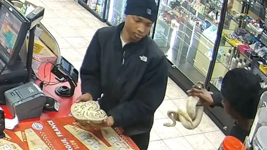 Ladrones usan pitones para distraer al cajero y robar una gasolinera