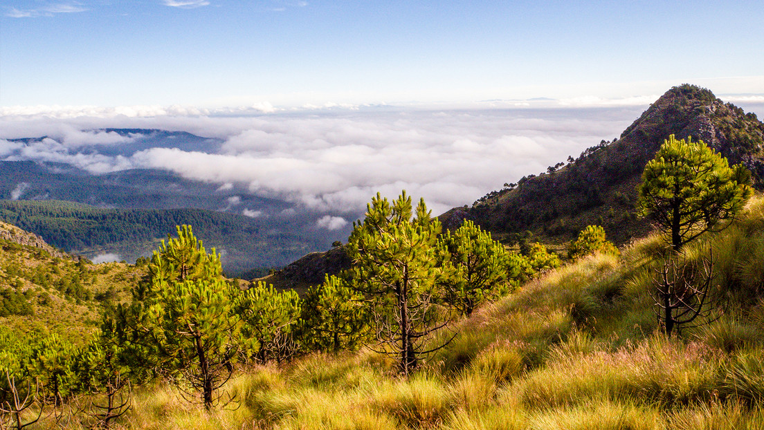 Los testimonios sobre "portales secretos" en bosques de México se vuelven virales