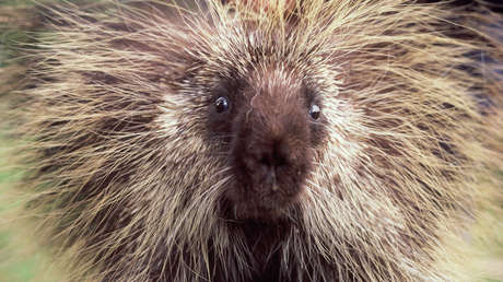 "Un puercoespín de acero": El futuro que la UE prepara para Ucrania