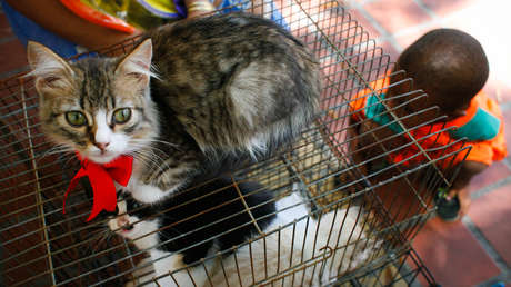 Los países de América Latina que más protegen a los animales