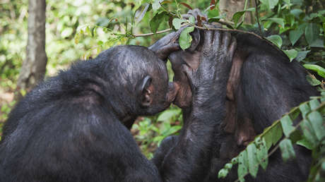 Confirmado: Aliviar la tensión social con sexo es algo que heredamos de los primates