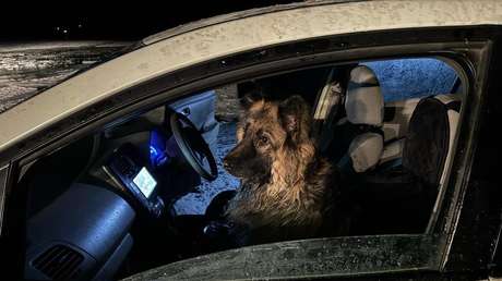 Perro abandonado en un auto que cayó al agua congelada espera valientemente su salvación