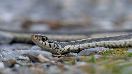 VIDEO: Niños usan una pitón como cuerda de saltar en Australia
