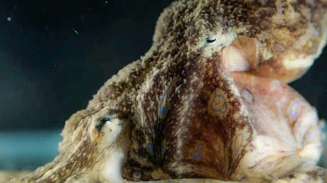 Explican un truco сon veneno de unos pulpos para tener 'sexo seguro'