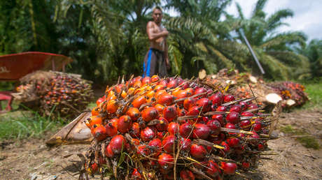 Vaticinan el fin del aceite de palma barato: ¿qué implicaciones tiene?