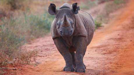 VIDEO: Un rinoceronte 'caza' a turistas en un safari